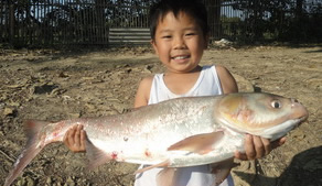 chinese carp chiang mai thailand